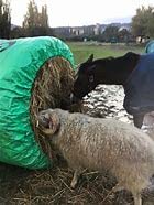 Big Bale Buddy - Small - The Ultimate Round Bale Hay Feeder, Preserves Hay, Prevents Waste, Durable in All Weather, Lightweight, Easy to Move, Safer for All Livestock & Horses