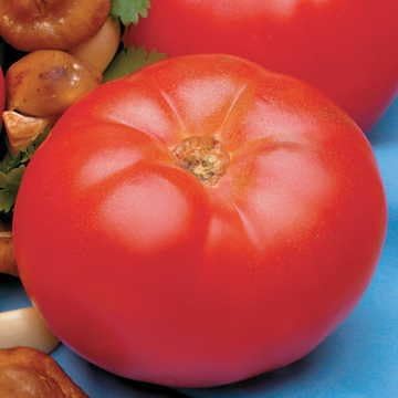 Park Seed Variety of Tomato Seeds, Planting Vegetables, Easy to Grow, Non-GMO, Perfect for Harvesting, Beefmaster Hybrid, Pack of 30