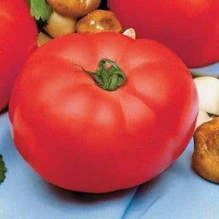 Park Seed Variety of Tomato Seeds, Planting Vegetables, Easy to Grow, Non-GMO, Perfect for Harvesting, Beefmaster Hybrid, Pack of 250