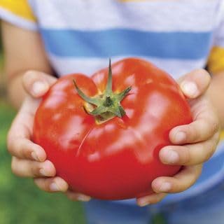 Park Seed Variety of Tomato Seeds, Planting Vegetables, Easy to Grow, Non-GMO, Perfect for Harvesting, Big Beef Hybrid, Pack of 250