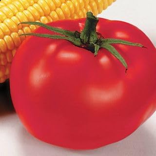 Park Seed Variety of Tomato Seeds, Planting Vegetables, Easy to Grow, Non-GMO, Perfect for Harvesting, Better Boy Hybrid, Pack of 250