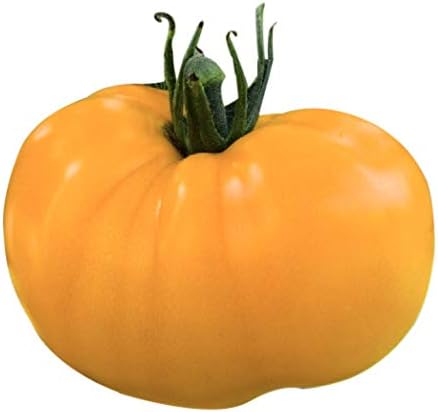 Yellow Azoychka Tomato Seeds - Heirloom Large Tomato - One of The Most Delicious Tomatoes for Home Growing,
