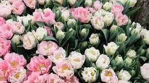 20 Angelique Tulip Bulbs- Double Late, New!!