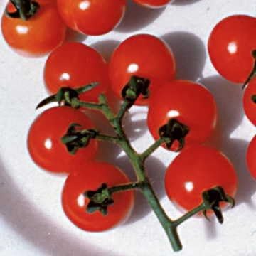 Park Seed Cherry Tomato Seeds, Planting Vegetables, Easy to Grow, Non-GMO, Variety of Colors and Sizes, Spring Garden, Ladybug Hybrid, Pack of 30