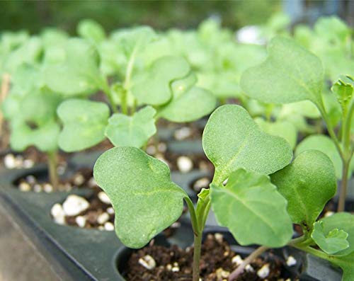 Food to Live Broccoli Seeds for Sprouting, 12 Pounds – Vegan, Kosher, Sirtfood, Bulk. Rich in Sulforaphane, Vitamin C, Vitamin A. Great for Growing Sprouts, Microgreens. High Germination Rate