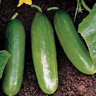 Park Seed Variety of Cucumber Seeds, Planting Cucumbers, Vegetable Seeds, Easy to Grow, Non-GMO, Perfect for Harvesting, Diva, Pack of 250