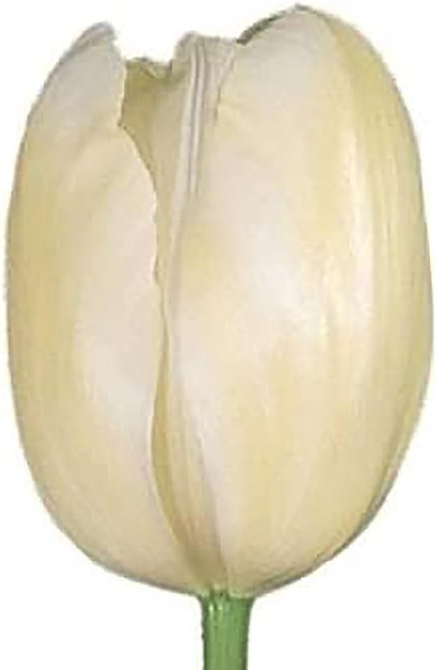 5 White Maureen Tulip Bulbs – Elegant Pure White Blooms – Large Flowering Perennial Tulips for Spring Gardens – Easy to Grow & Hardy