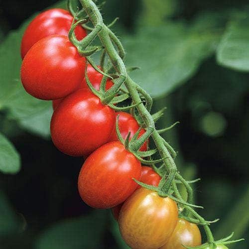 Park Seed Cherry Tomato Seeds, Planting Vegetables, Easy to Grow, Non-GMO, Variety of Colors and Sizes, Spring Garden, Sugar Rush Hybrid, Pack of 15