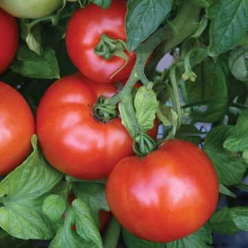 Park Seed Variety of Tomato Seeds, Planting Vegetables, Easy to Grow, Non-GMO, Perfect for Harvesting, Season Starter Hybrid, Pack of 30