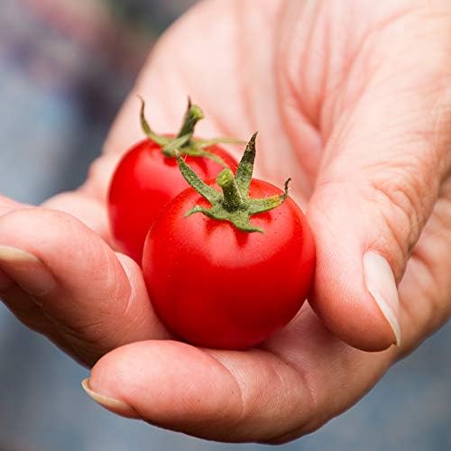 Park Seed Cherry Tomato Seeds, Planting Vegetables, Easy to Grow, Non-GMO, Variety of Colors and Sizes, Spring Garden, Organic Sakura Red, Pack of 10