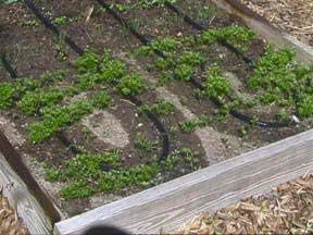 Rocky Mountain Goods 25 Foot Flat Weeper Soaker Hose - Drip Irrigation - Double Layer Design - Saves 70% Water - Consistent Drip Entire Length of Hose - Includes 3 Pressure Reducing Discs