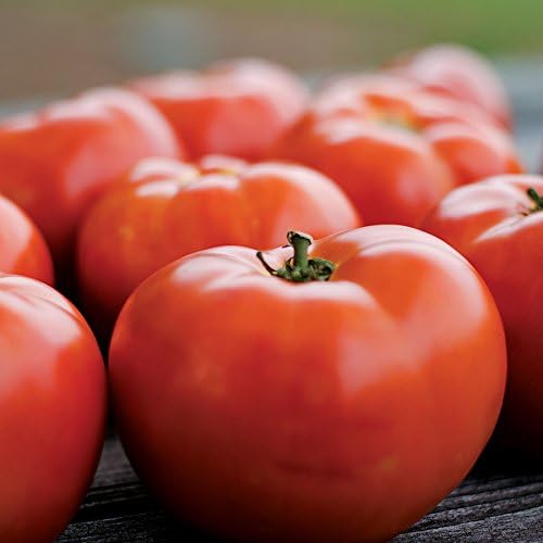 Park Seed Variety of Tomato Seeds, Planting Vegetables, Easy to Grow, Non-GMO, Perfect for Harvesting, Park's Legacy, Pack of 20