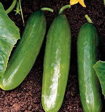 Park Seed Variety of Cucumber Seeds, Planting Cucumbers, Vegetable Seeds, Easy to Grow, Non-GMO, Perfect for Harvesting, Diva, Pack of 30