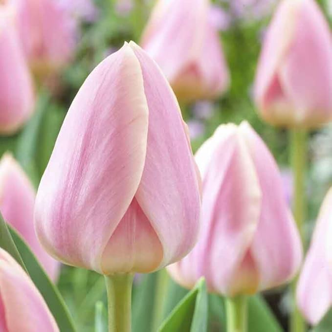 Eden Brothers Tulip Bulbs, Apricot Delight, 10 Bulbs | Perennial Flowers, Spring or Fall Planted, Full Sun, Indoor Forcing or Outdoor Planting, Easy-to-Grow | Zones 3, 4, 5, 6, 7, 8