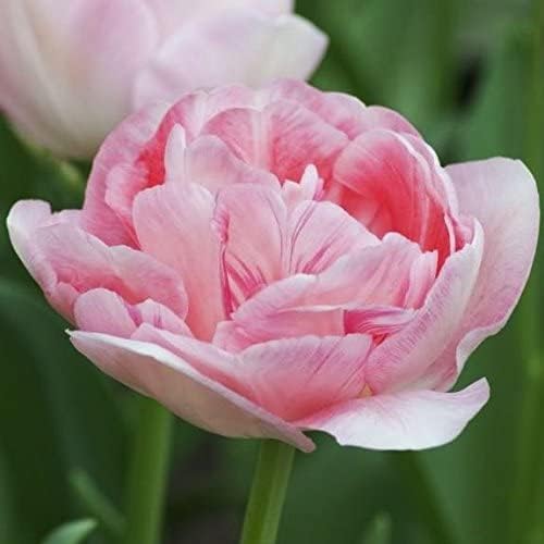 20 Angelique Tulip Bulbs- Double Late, New!!