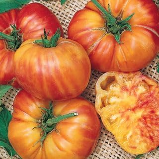 Park Seed Variety of Tomato Seeds, Planting Vegetables, Easy to Grow, Non-GMO, Perfect for Harvesting, Big Rainbow, Pack of 500