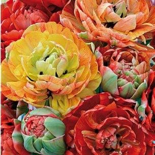 Eden Brothers Tulip Bulbs, Double Gudoshnik, 10 Bulbs | Perennial Flowers, Spring or Fall Planted, Full Sun, Indoor Forcing or Outdoor Planting, Easy-to-Grow | Zones 3, 4, 5, 6, 7, 8