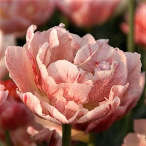 Eden Brothers Tulip Bulbs, Pep Talk, 10 Bulbs | Perennial Flowers, Spring or Fall Planted, Full Sun, Indoor Forcing or Outdoor Planting, Easy-to-Grow | Zones 3, 4, 5, 6, 7, 8