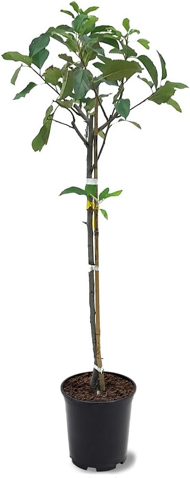 American Plant Exchange Live Gala Apple Tree, Fruit-Bearing Plant Pot for Harvest and Home and Garden Decor, 2-3' Tall, 1-Gallon Pot