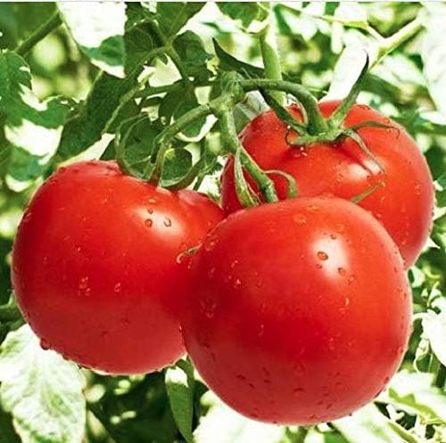 Bonny Best Tomato Seeds for Planting – Heirloom, Large & Juicy – One of The Most Delicious Tomatoes for Home Growing – Vegetable Seeds for Planting - Grown in The USA