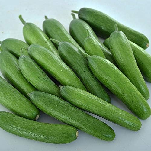 Park Seed Variety of Cucumber Seeds, Planting Cucumbers, Vegetable Seeds, Easy to Grow, Non-GMO, Perfect for Harvesting, Green Light F1, Pack of 20