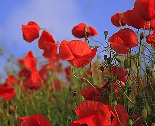 Set of 500 Flower Seed Packets - Flower Seeds in Bulk - 15 or More Varieties Available - Great for Creating Colorful Gardens (500)