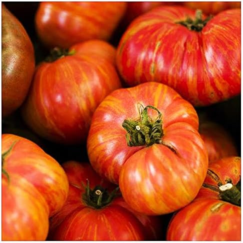 Big Rainbow Heirloom Tomato Seeds - Large Tomato - One of The Most Delicious Tomatoes for Home Growing,