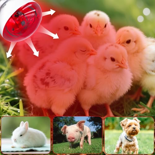 Tujinxiangsheng 250 Watt R40 Red Heat Lamp Bulbs (2-Pack) - Infrared Incandescent Light Bulb for Chickens, Chicks, Reptiles, Pets, Poultry, Brooder, Coop, Bathroom & Sauna - E26 Base, 120V