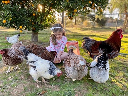 LITTLE FARMER PRODUCTS Fish & Shrimp | Dried River Shrimp & Minnow Fish | Omega 3, Calcium, Protein Packed | Premium Poultry Chicken Duck Treat (3)