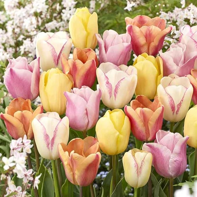 Eden Brothers Tulip Bulbs, Pastel Mix, 10 Bulbs | Perennial Flowers, Spring or Fall Planted, Full Sun, Indoor Forcing or Outdoor Planting, Easy-to-Grow | Zones 3, 4, 5, 6, 7, 8