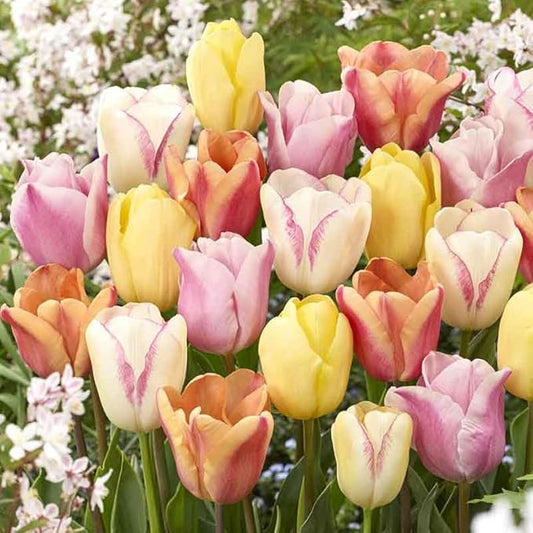 Eden Brothers Tulip Bulbs, Pastel Mix, 10 Bulbs | Perennial Flowers, Spring or Fall Planted, Full Sun, Indoor Forcing or Outdoor Planting, Easy-to-Grow | Zones 3, 4, 5, 6, 7, 8