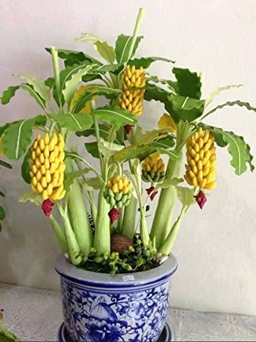 Seeds Indoor Banana Tree Ornamental Perennial Non-GMO for Planting
