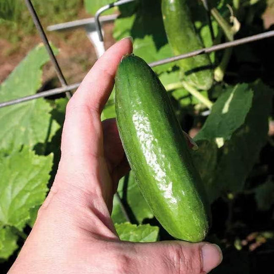 Park Seed Variety of Cucumber Seeds, Planting Cucumbers, Vegetable Seeds, Easy to Grow, Non-GMO, Perfect for Harvesting, Baby Hybrid, 2 x Pack of 10