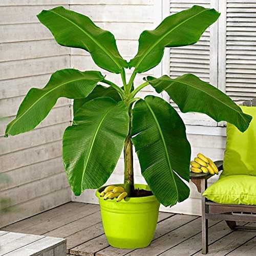 Seeds Indoor Banana Tree Ornamental Perennial Non-GMO for Planting