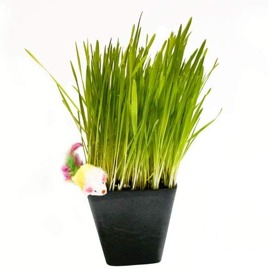 Thunder Acres Cat Grass Blend, Wheat, Barley, Oats, and Rye Mix, Non-GMO, Certified Organic, Bonus CAT Toy (5 LB)