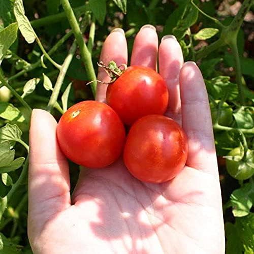 Park Seed Cherry Tomato Seeds, Planting Vegetables, Easy to Grow, Non-GMO, Variety of Colors and Sizes, Spring Garden, Kitchen Minis Siam, Pack of 10