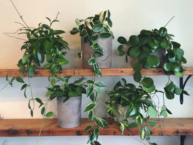 Gardenera Hoya Plant Premium Potting Mix - 3 Quart - Optimal Balance for Thriving Hoyas: Air, Moisture, and Nutrient Retention