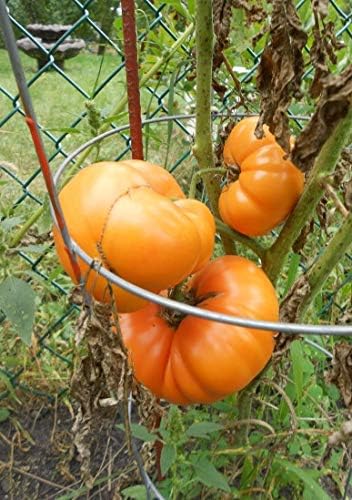 Bmore Spicy Giant Tomato Seed Combo Pack – Over 600 Heirloom & Rare Seeds – Black from Tula, Brandywine, Beefsteak, Cherry, Paste & More – Indeterminate & Diverse Garden Collection