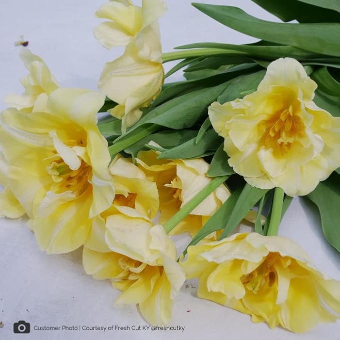 Eden Brothers Tulip Bulbs - Silkroad Non-GMO Bulbs for Planting, 50 Bulbs | Low-Maintenance Flower Bulbs, Plant During Fall Season, Zones 3, 4, 5, 6, 7, 8
