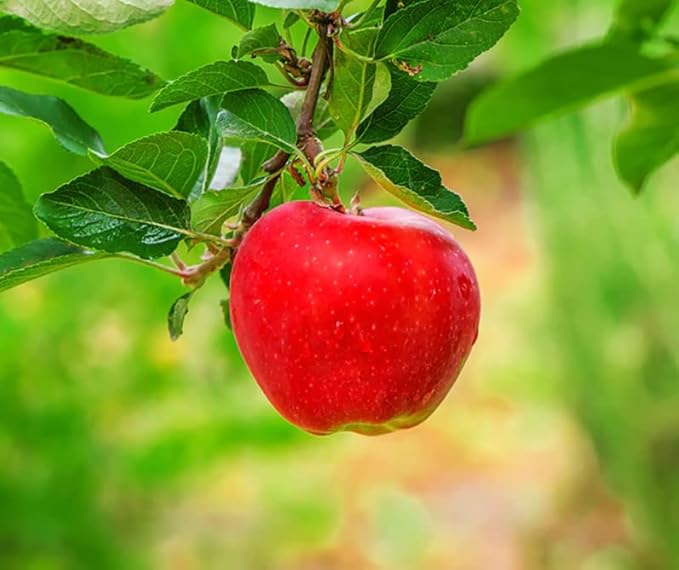 600+ Mix Fruit Seeds, 6 Variety Non-GMO Heirloom and Organic, Strawberry Seeds Raspberry Seeds Mulberry Seeds Apple Seeds Orange Seeds Blueberry Seeds for Planting Home Garden