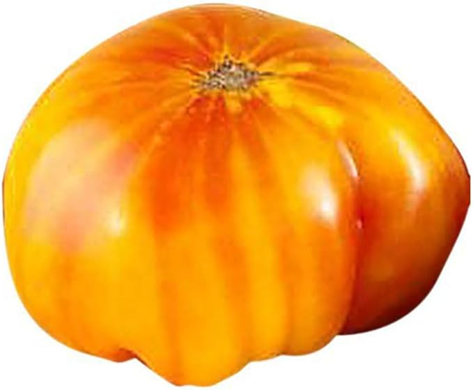 Hillbilly Potato Leaf Heirloom Tomato Seeds - Large Tomato - One of The Most Delicious Tomatoes for Home Growing,