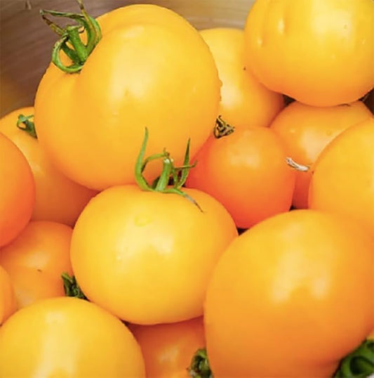 Golden Jubilee Tomato Seeds - Large Tomato - One of The Most Delicious Tomatoes for Home Growing - 100 Seeds - Non GMO - Neonicotinoid-Free.…