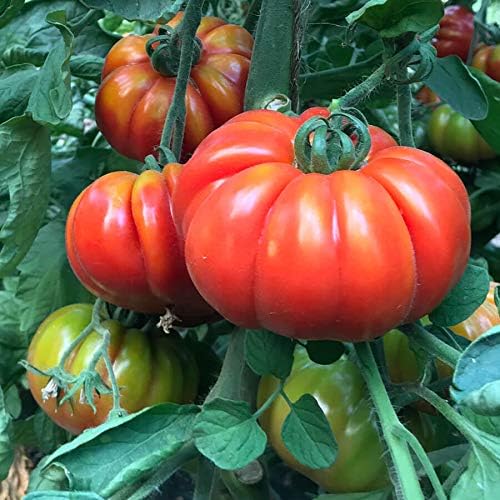 Park Seed Variety of Tomato Seeds, Planting Vegetables, Easy to Grow, Non-GMO, Perfect for Harvesting, Marmande Marsalato Organic F1 Hybrid, Pack of 5
