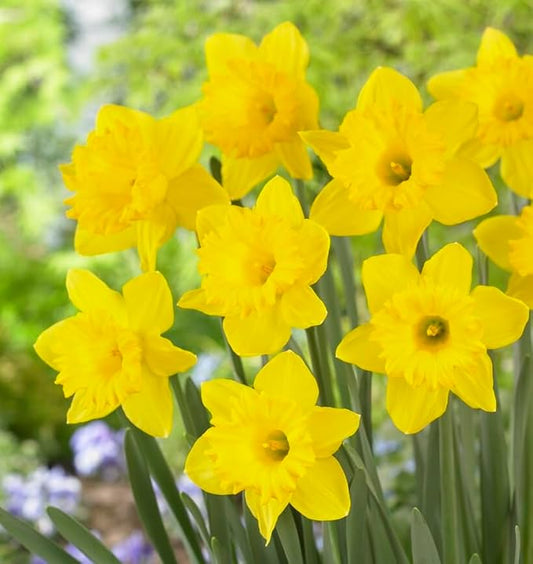 Yellow Dutch Master Daffodil Bulbs for Planting - Fresh Blooming Flowers, Easy to Grow Perennials (5 Bulbs)