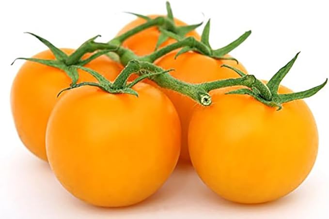 Golden Jubilee Tomato Seeds - Large Tomato - One of The Most Delicious Tomatoes for Home Growing, Non GMO - Neonicotinoid-Free.