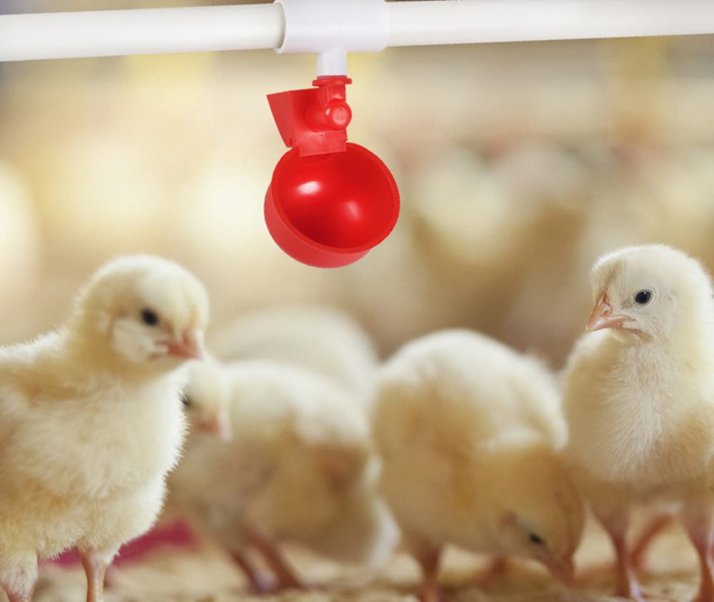 12 Pack Large Automatic Chicken Waterer Cups, Plastic Chicken Water Feeder Chicken Water Bowls Poultry Water Feeder Kit for Chicks, Duck, Goose, Turkey and Bunny