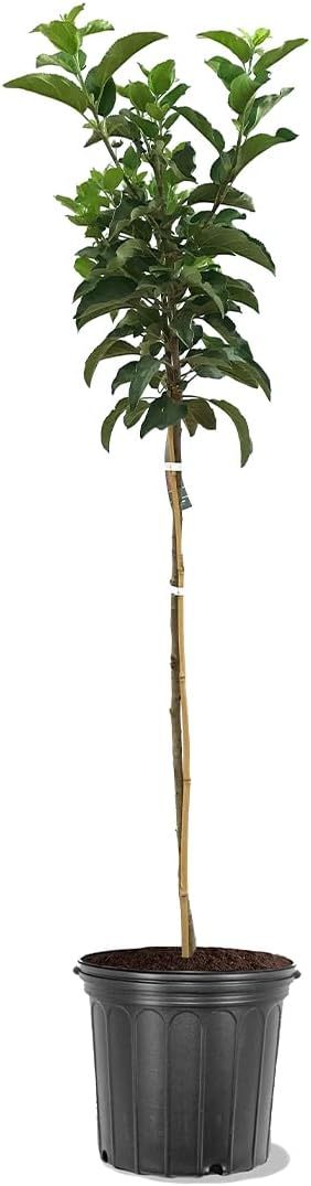 American Plant Exchange Live Red Delicious Apple Tree, Fruit-Bearing Plant Pot for Harvest and Home and Garden Decor, 3-4' Tall, 5-Gallon Pot
