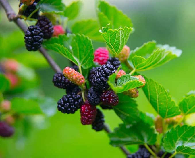 600+ Mix Fruit Seeds, 6 Variety Non-GMO Heirloom and Organic, Strawberry Seeds Raspberry Seeds Mulberry Seeds Apple Seeds Orange Seeds Blueberry Seeds for Planting Home Garden