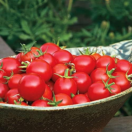 Park Seed Cherry Tomato Seeds, Planting Vegetables, Easy to Grow, Non-GMO, Variety of Colors and Sizes, Spring Garden, Kitchen Minis Siam, Pack of 10