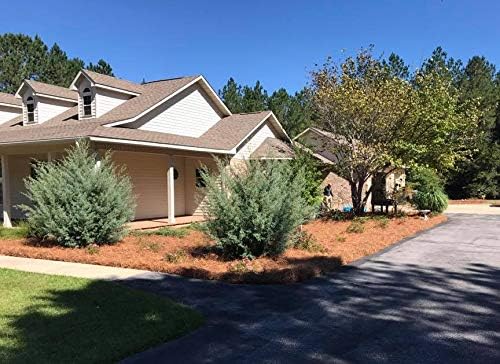 USA Pine Straw - Premium Pine Needle Mulch (Pine Needle Mulch - 300 Sqft 1 Set)